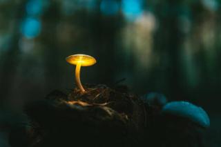 Umělecký tisk Fairy, glowing mushroom. Night in the, janiecbros,